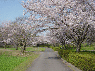 園内の桜並木