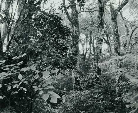 古木に大自然のいのちを感じる「ブナの原生林」
