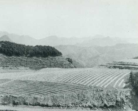 広さ30ヘクタールの鼻操(はなぐり)茶園団地