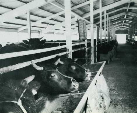 朝地町の「肥育センター」－和牛の生産団地へ－