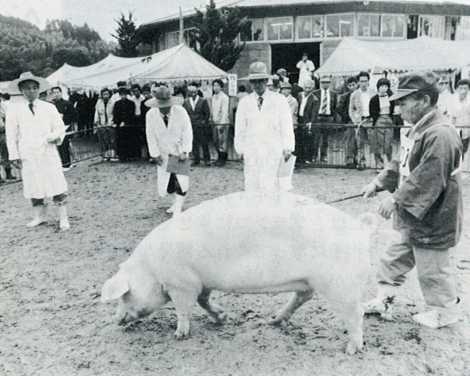 玖珠町で行なわれた肉蓄共進会