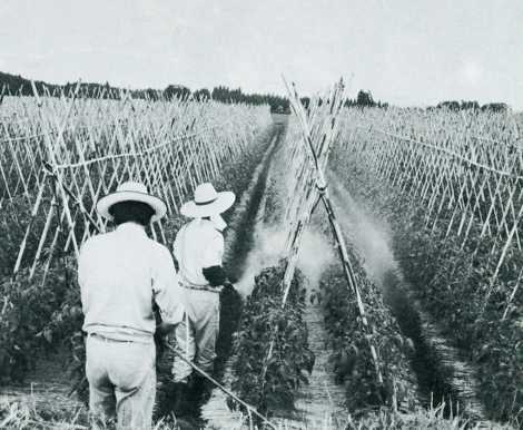 夏の涼しい気象条件を生かした高原トマトの栽培