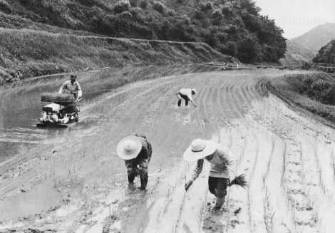 田植えに励む安心院町の大家族