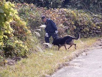 捜索救助犬の画像１