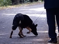 足跡追及犬の画像２