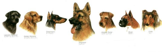 指定７犬種の画像