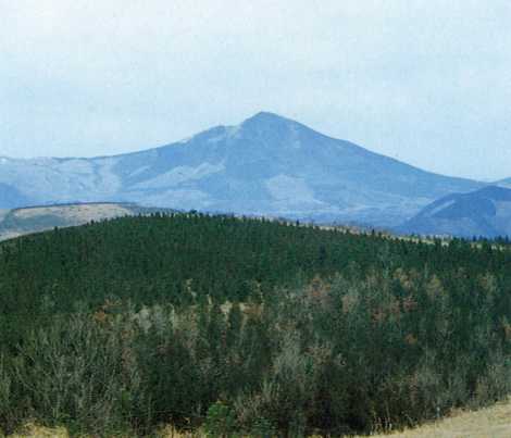 涌蓋山(わいたやま(1,500メートル))