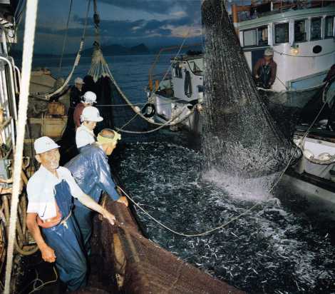 豪快ないわしまき網漁　－佐伯市米水津宮野浦－