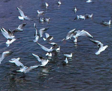 ユリカモメ カモメ科 冬鳥 大分県ホームページ