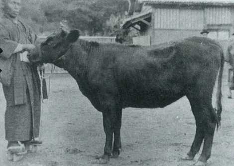 明治32年生まれの内国種黒毛和種