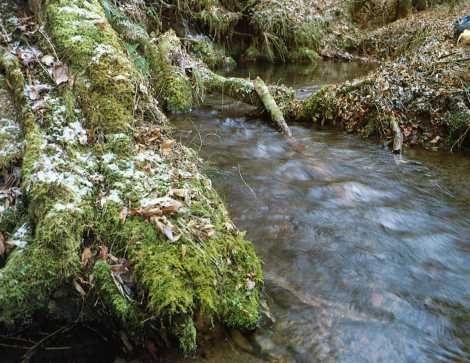 男池（おいけ）湧水群