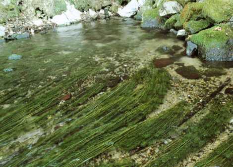 清水原池（そうずばるいけ）湧水