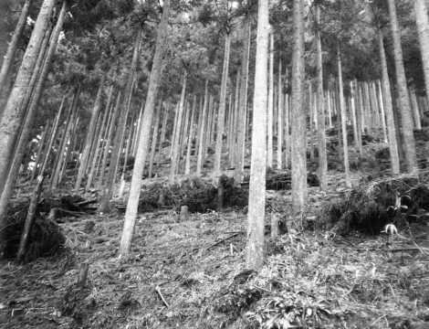 奈良県「吉野杉」の杉林