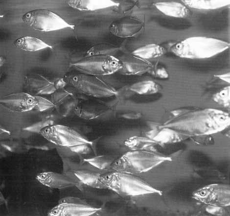 マリーン・パレス「シマアジの稚魚の群れ」