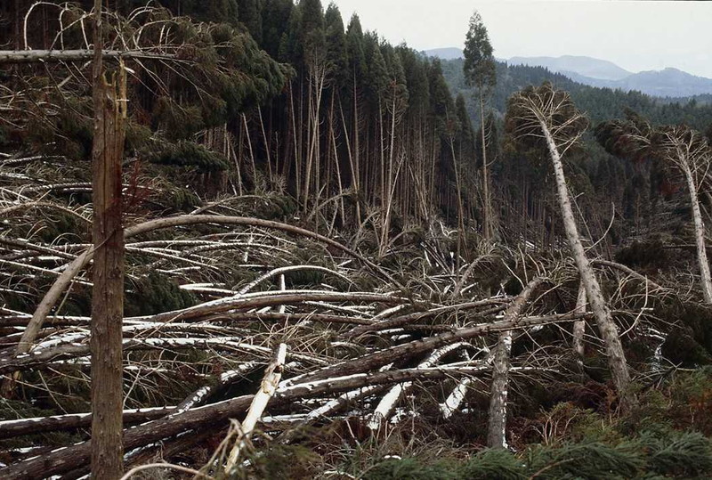 台風19号で倒された森林