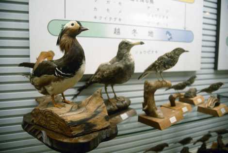 豊後水道海事資料館　渡り鳥館／550羽の渡り鳥たちが展示されている