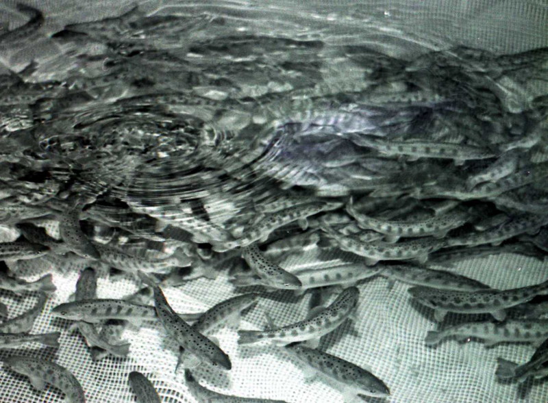飼育中の三倍体魚　－県内水面漁業試験場－