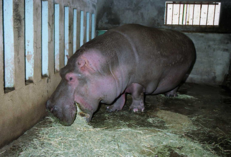 ラクテンチの長寿カバさん