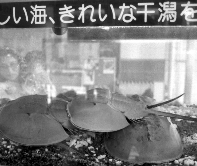 「生きている化石」カブトガ二との共生