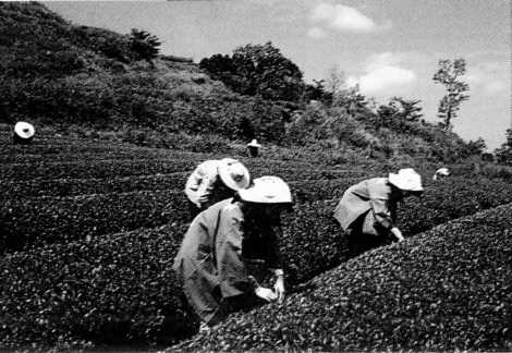 茶摘み「因尾銘茶」　－佐伯市－