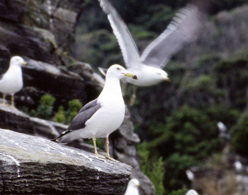 高島のウミネコ