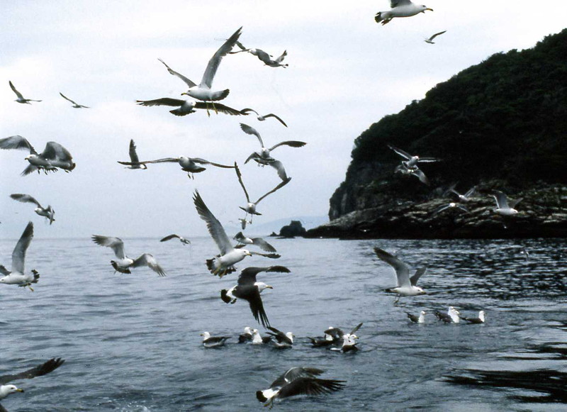 高島のウミネコ