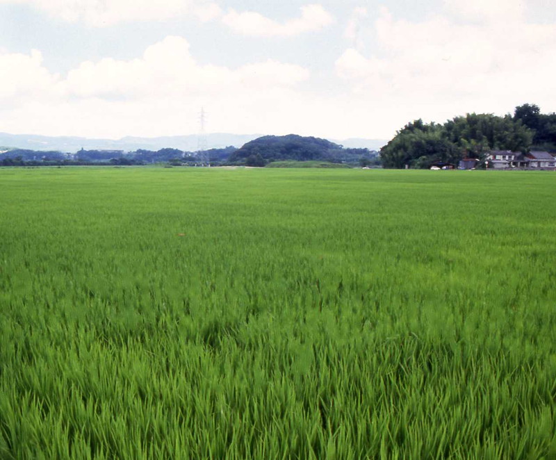 杵築市新庄地区の「大区画水田」