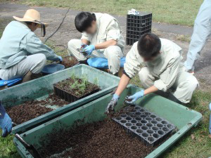 さし木苗の生産