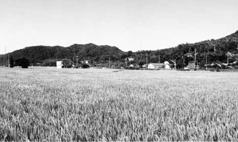 木佐上地区に広がる田園　－佐賀関町－