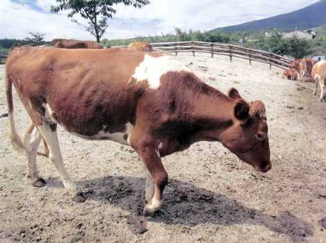 みどり高原牧場のガンジー牛
