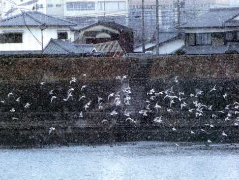 山国川の冬の渡り鳥