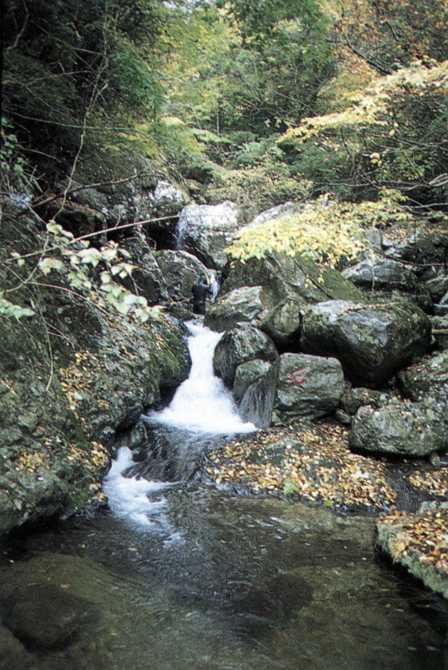 イワメの生息する祖母山系の源流域