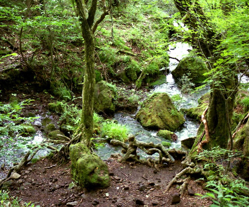 長者原自然研究路　－九重町－