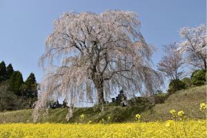宮城の里　しだれ桜まつり