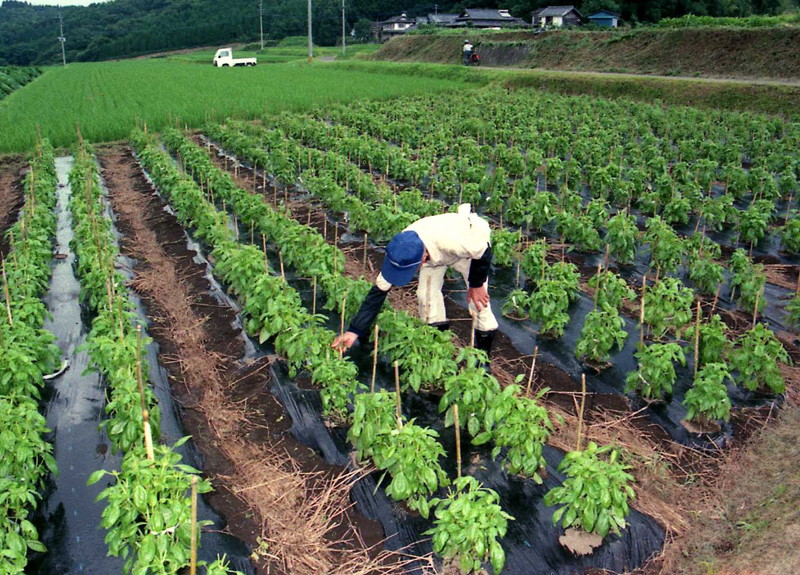 新作物バジルの栽培 大分県ホームページ