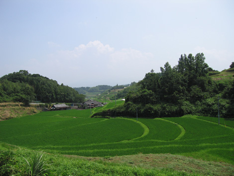 棚田（軸丸地区）