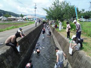 鮎のつかみ取り