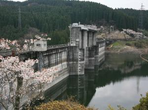春の芹川ダム