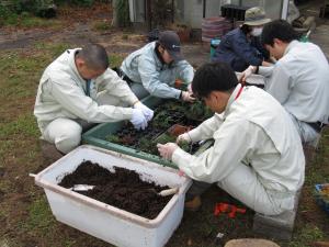 ヒノキ苗のコンテナへの移植作業