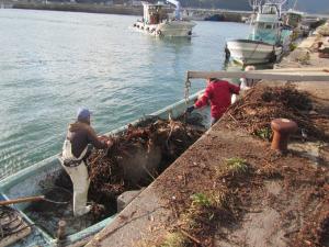 漁業者による流木の回収