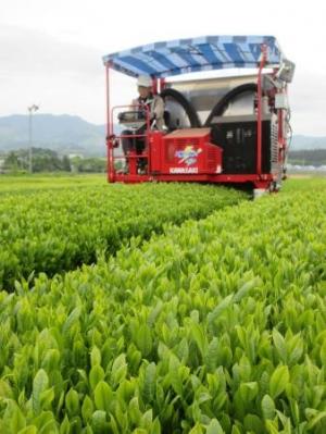 茶摘みの写真