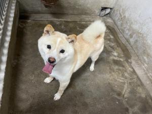 保護犬