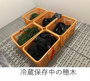 冷蔵保存中の穂木