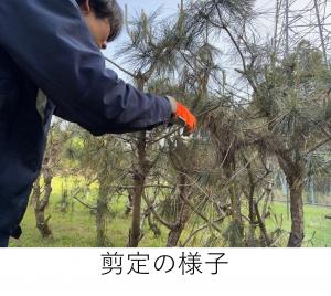 剪定の様子