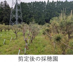 剪定後の採穂園