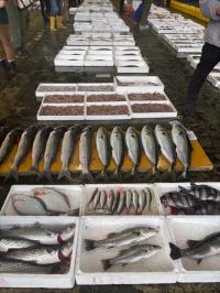 せりの魚