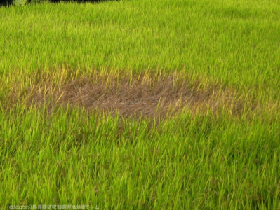 坪枯