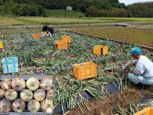 圃場の写真