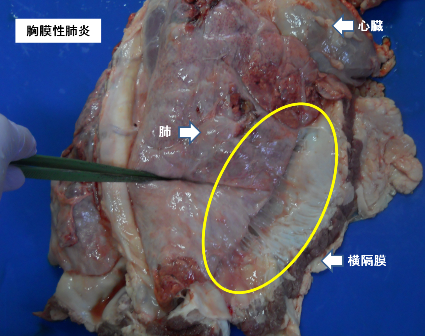 胸膜性肺炎