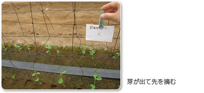 芽が出て先を摘む